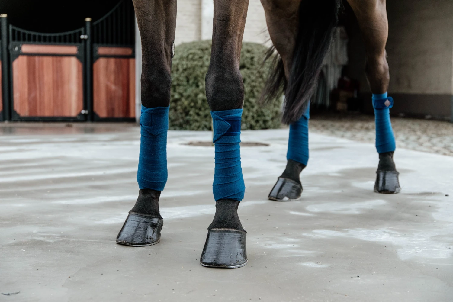 Kentucky Velvet Bandages Navy 3 Kentucky Velvet Bandages Navy - Image 3