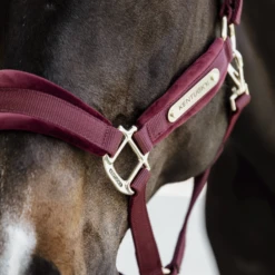 Kentucky Horsewear Velvet Halter Bordeaux -Saddle Shop 485a7774 e8502ded370e565d04389cf2c54c4715 article photobook crop