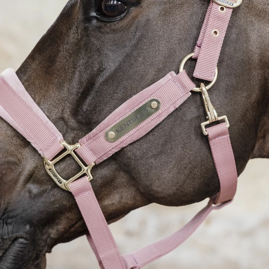 Kentucky Horsewear Velvet Halter Old Rose 2 Kentucky Horsewear Velvet Halter Old Rose - Image 2