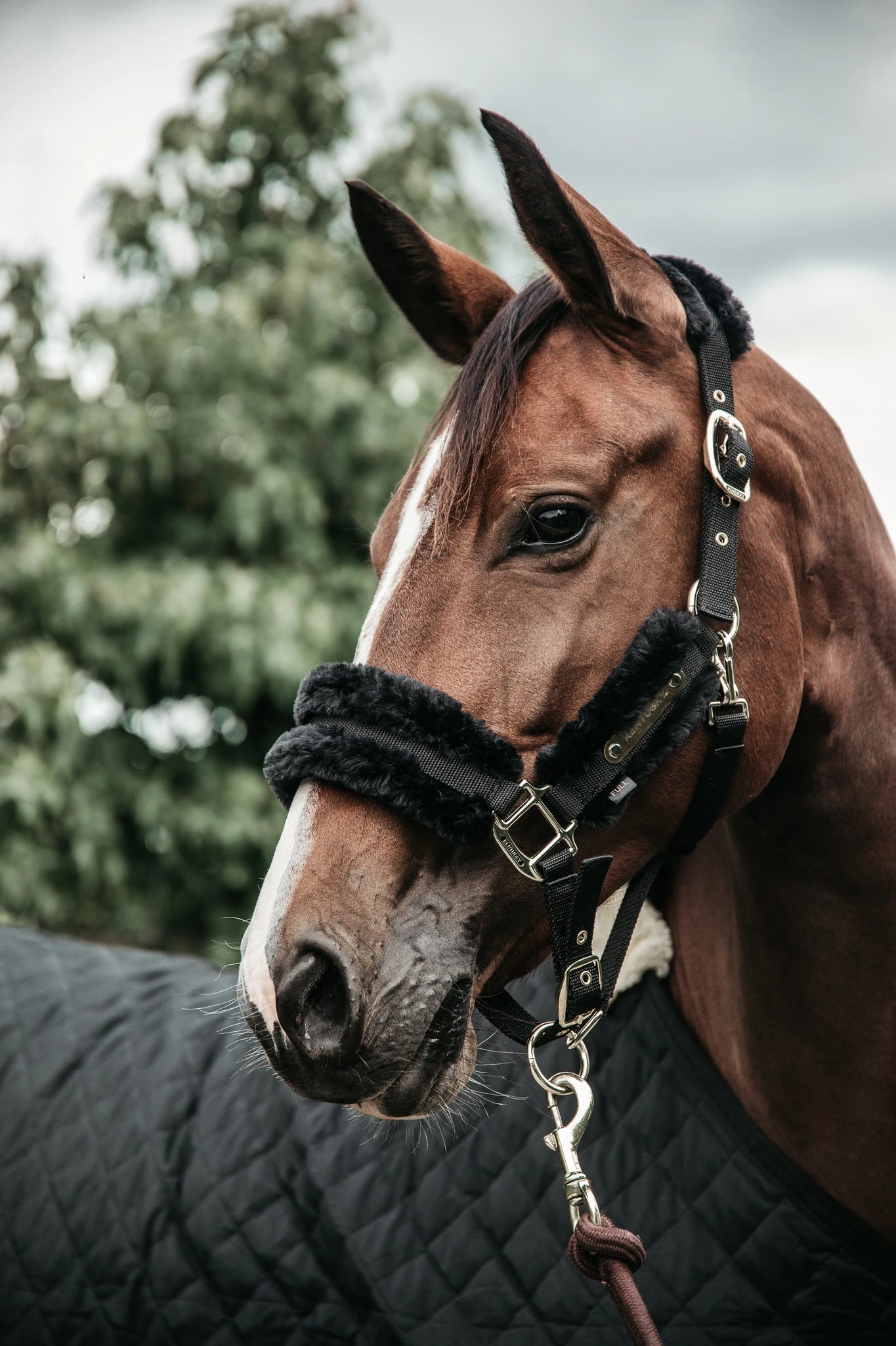 Kentucky Nylon Sheepskin Halter Black 2 Kentucky Nylon Sheepskin Halter Black - Image 2