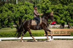 Equestrian Stockholm Dressage Saddle Pad Champagne -Saddle Shop DSC 2134 9fec117c 432f 469f bb55 a8f81c2d97d1