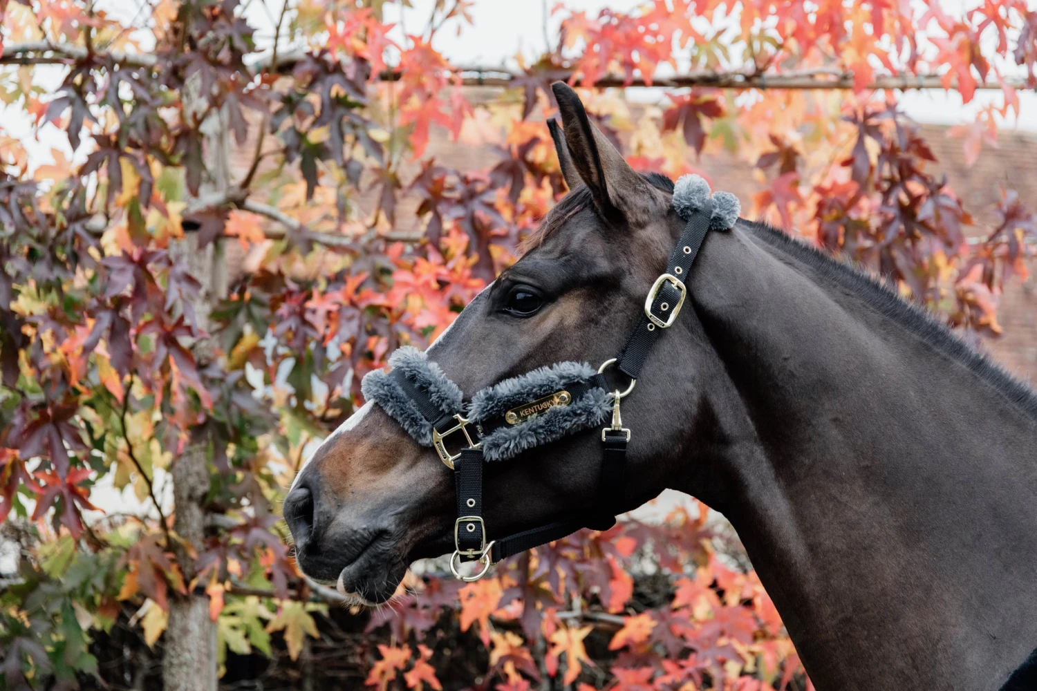 Kentucky Nylon Sheepskin Halter Grey 3 Kentucky Nylon Sheepskin Halter Grey - Image 3