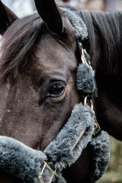 Kentucky Sheepskin Shipping Halter Grey -Saddle Shop f6424b653a3a97c7fc4a0021ff5d6db54e6b8b056af4a260ee3d116cf623ff19