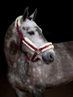 Equestrian Stockholm Fleece Headcollar & Lead Bordeaux -Saddle Shop image 9e9a3b14 f59e 4365 8789 f3a9e2c5235c
