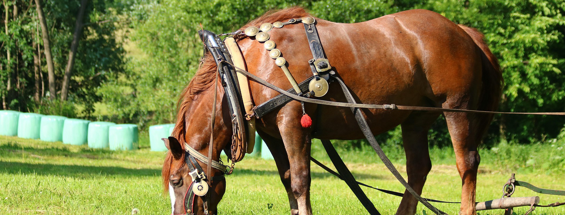 Saddle Shop -Saddle Shop horse 3481100 1920